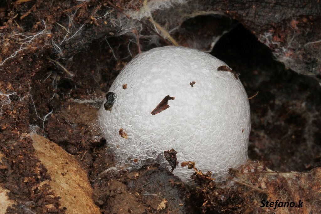 Femmina di Carabus coriaceus